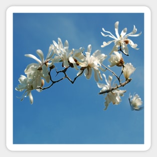 Be Free - White Blossoms Floral Array - White Botanicals against a Blue Sky Sticker